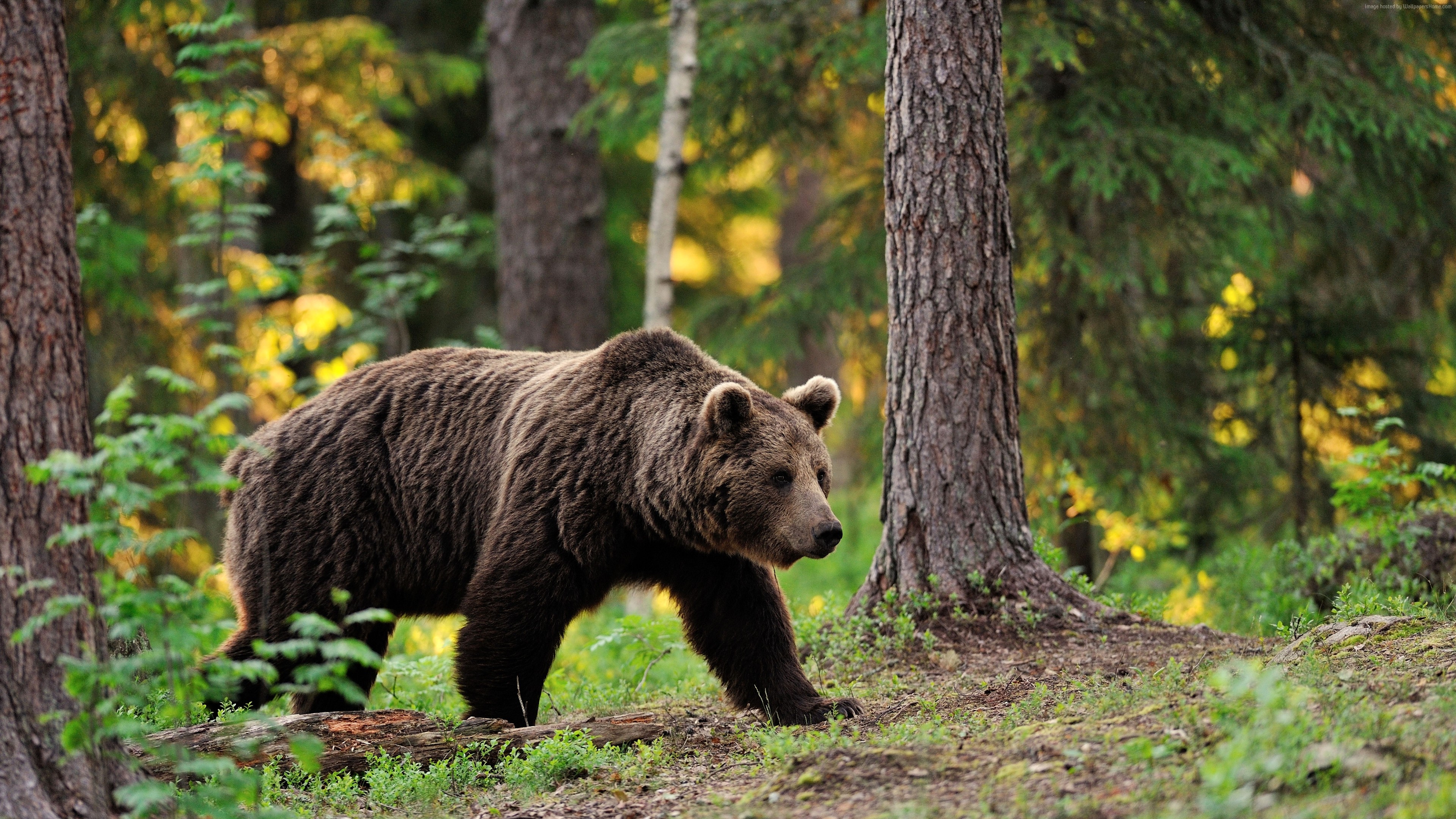 Wallpaper brown bear, bear, tread, step, walk, forest, trees, foliage, blur, Animals